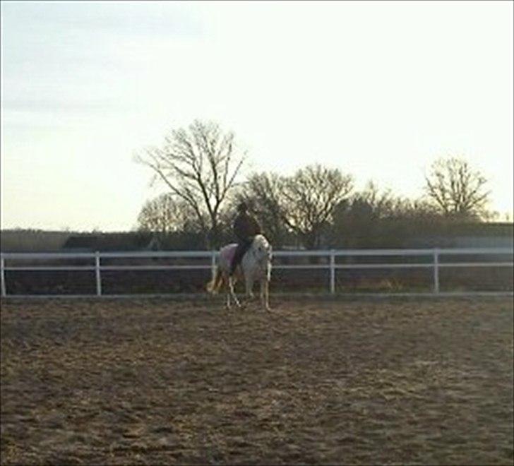 Anden særlig race • William billede 9