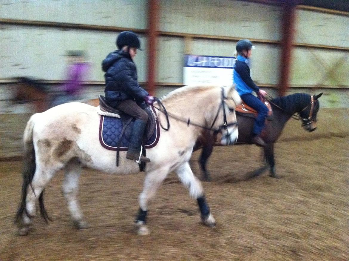Fjordhest MIster smask billede 11
