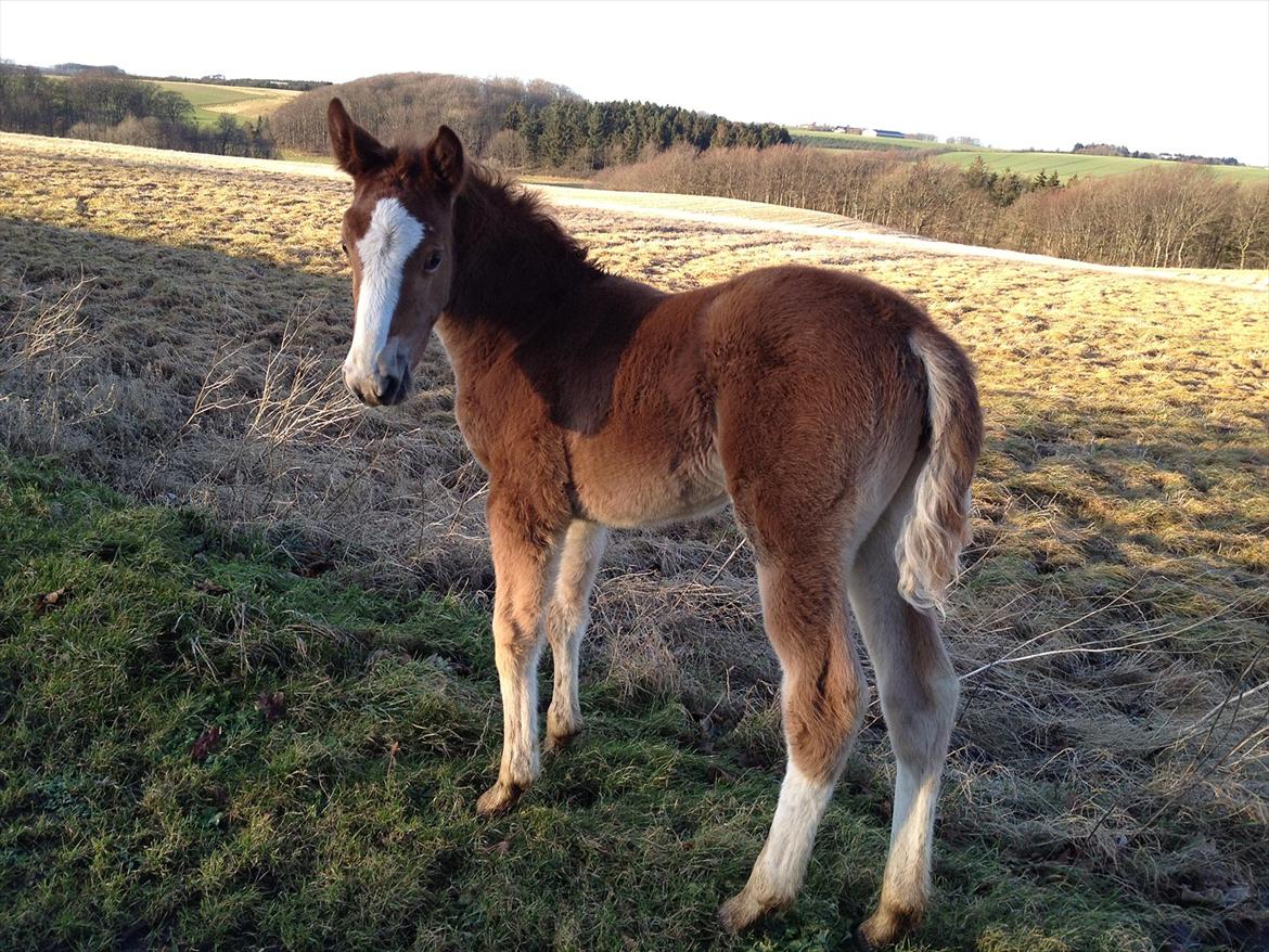 Anden særlig race Antos Zakita Julia Perfect - 13/1/2012.. Dejlige Kita billede 15