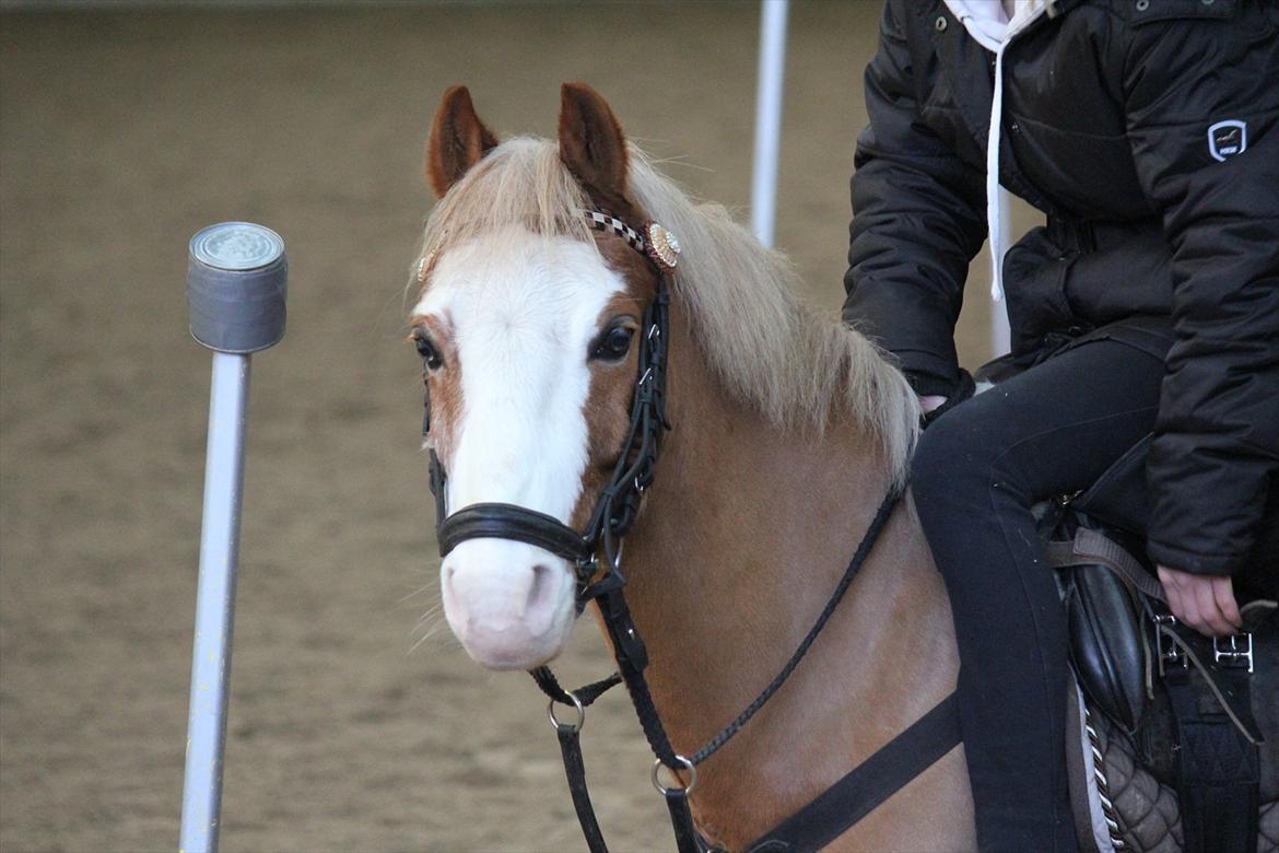 Anden særlig race Dandy RIP †† - Elsker dig <3 billede 5