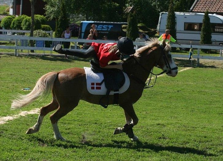 Anden særlig race Dandy RIP †† - Nisse Cup 2011 :-) billede 11