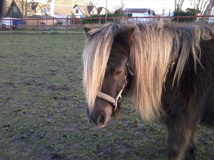 Shetlænder Tot - <3<3 billede 7