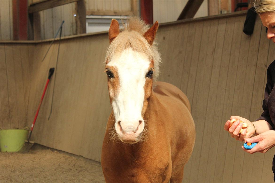 Anden særlig race Dandy RIP †† - En lidt utilfreds pony :-D åårh han er da kær ♥♥ billede 10