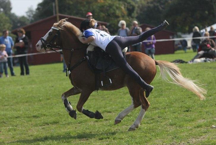 Anden særlig race Dandy RIP †† - DM par 2011 med bedsteveninden ♥ billede 17