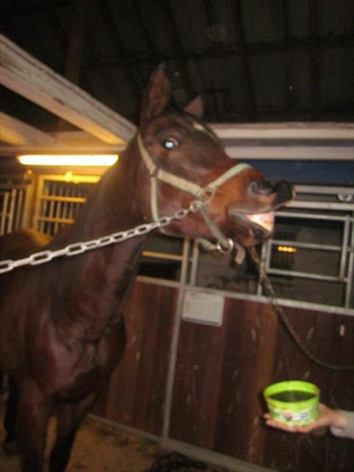 Anden særlig race Zoralla billede 8