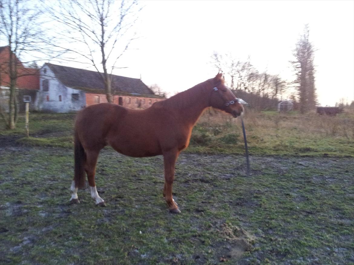 Anglo Araber (AA) Lille Daugårds Prinsesse (R.I.P) - December 2011 billede 9