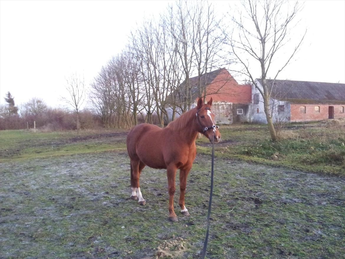 Anglo Araber (AA) Lille Daugårds Prinsesse (R.I.P) - December 2011 billede 20