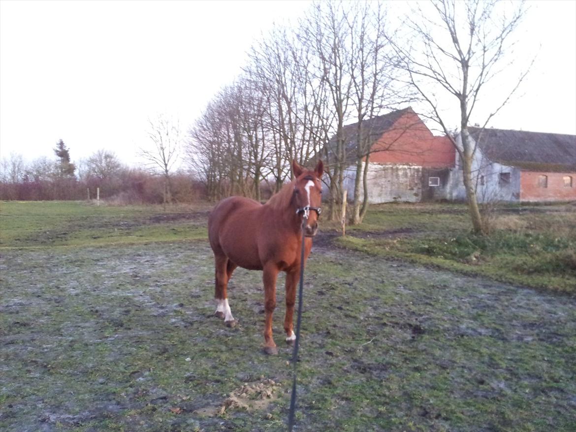 Anglo Araber (AA) Lille Daugårds Prinsesse (R.I.P) - December 2011 billede 6