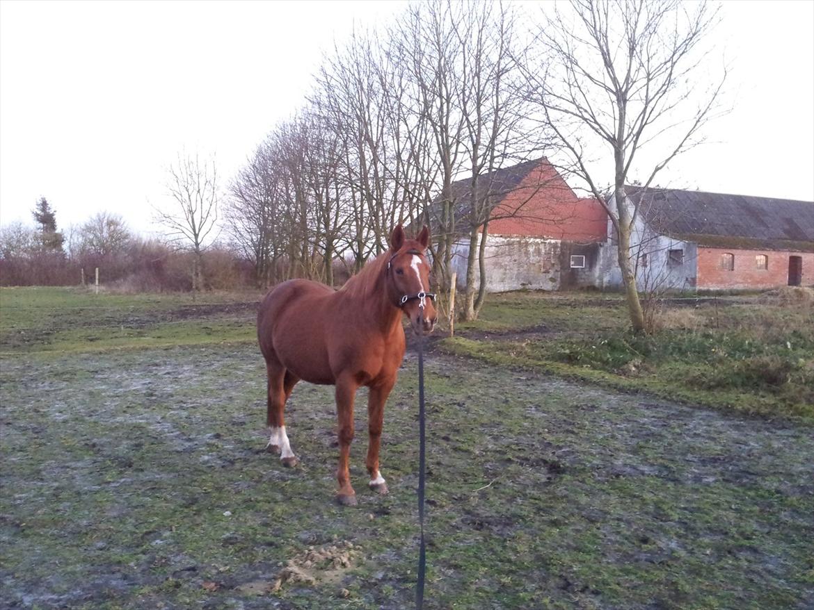 Anglo Araber (AA) Lille Daugårds Prinsesse (R.I.P) - December 2011 billede 14