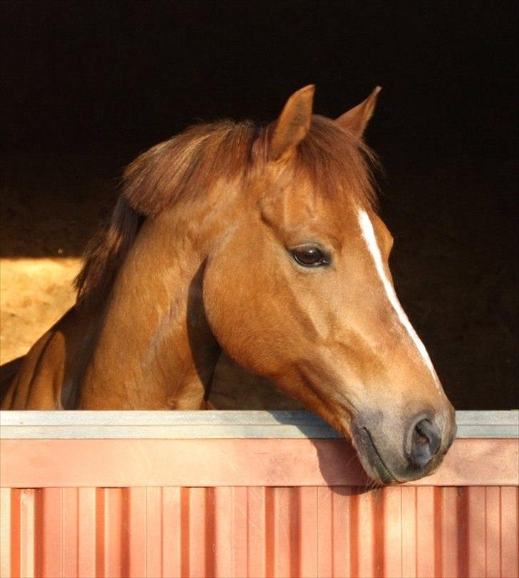 Hollandsk Sportspony Lasco A-pony - Smukke Laske nyder solen!<3 billede 16