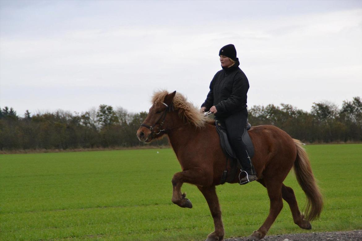 Islænder Álfur fra Helledige billede 1