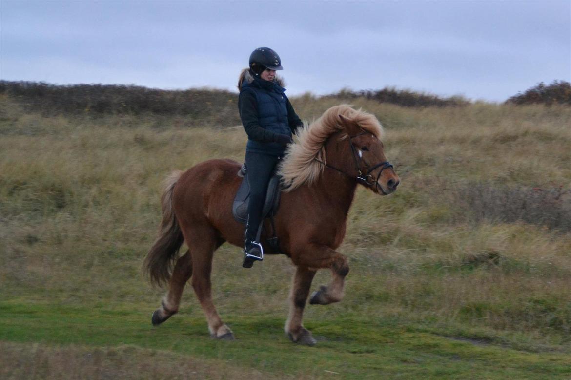 Islænder Álfur fra Helledige billede 7