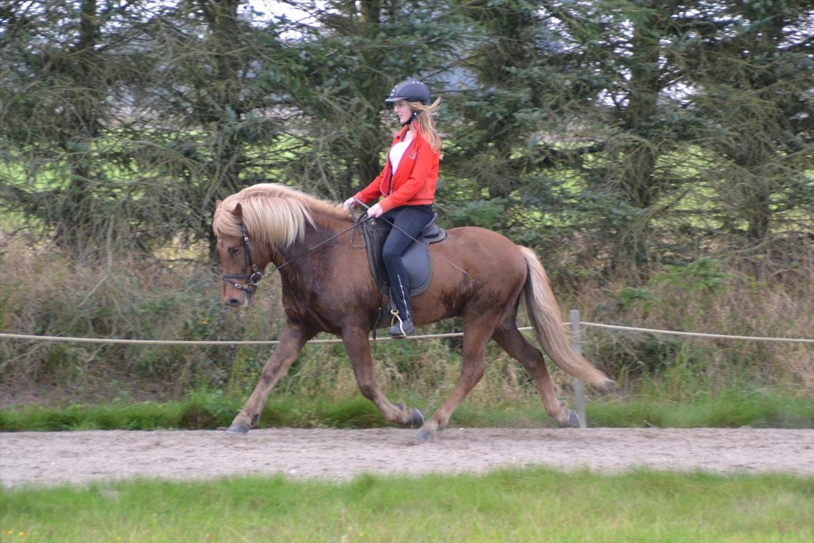 Islænder Álfur fra Helledige billede 9