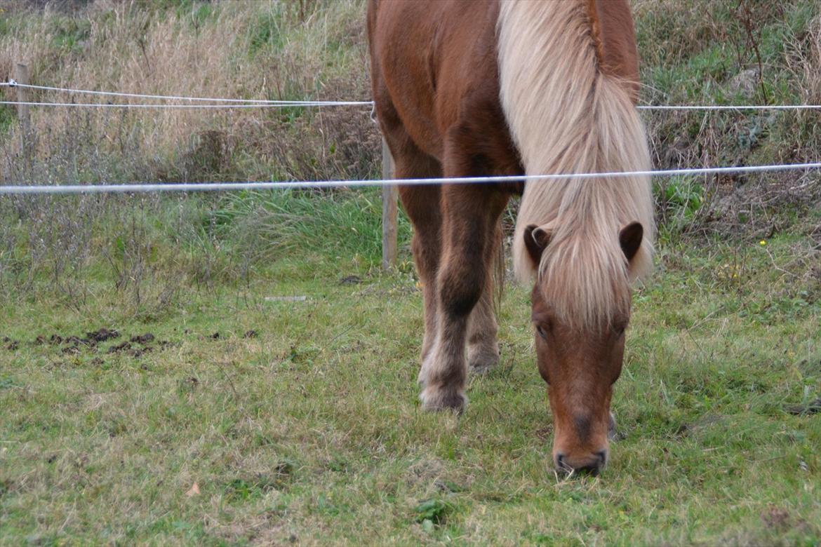 Islænder Álfur fra Helledige billede 10