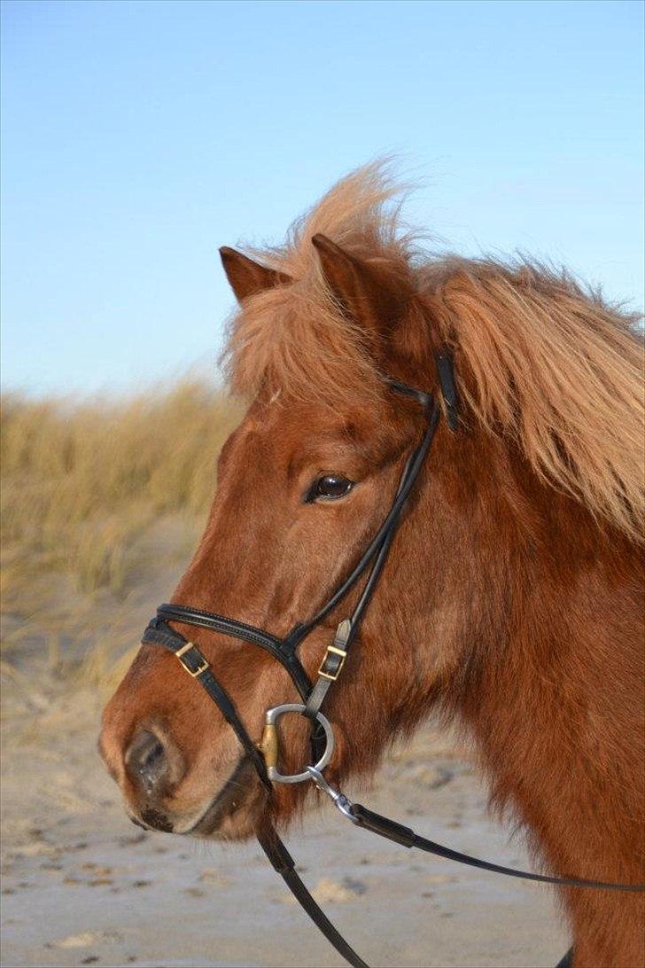 Islænder Álfur fra Helledige billede 2