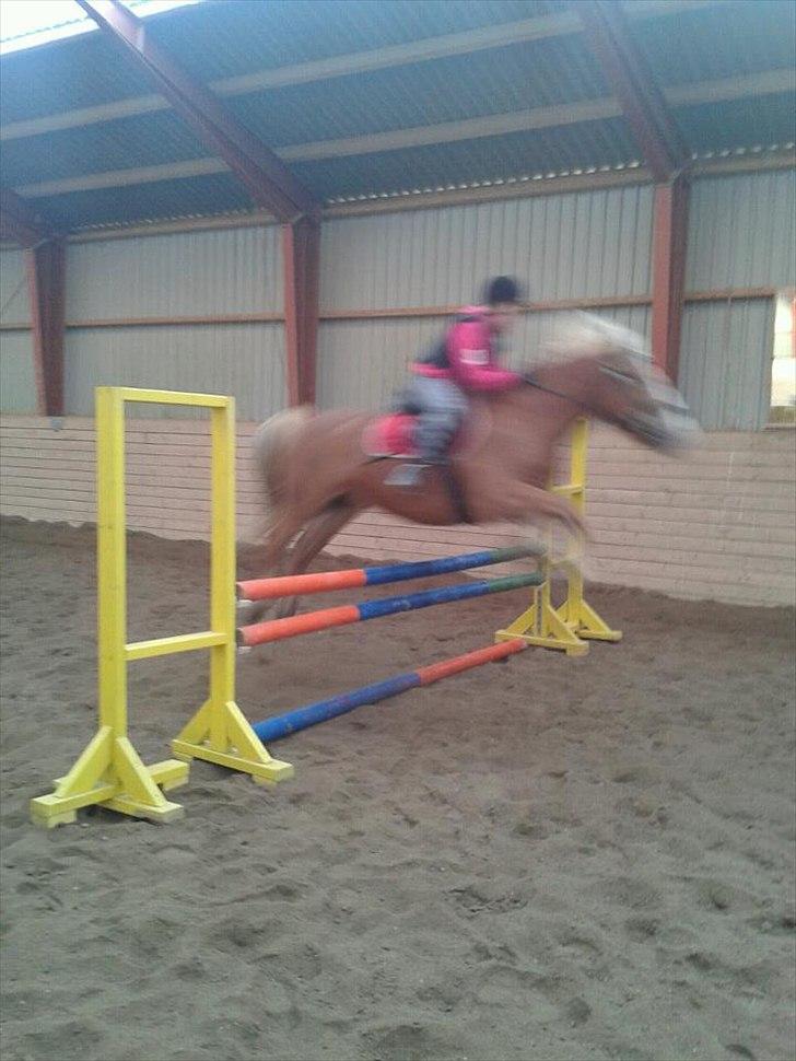 Haflinger Trinnerups Prins -  billede 2