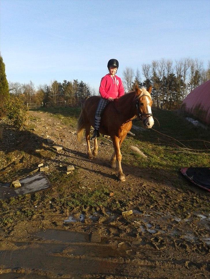Haflinger Trinnerups Prins -  billede 5