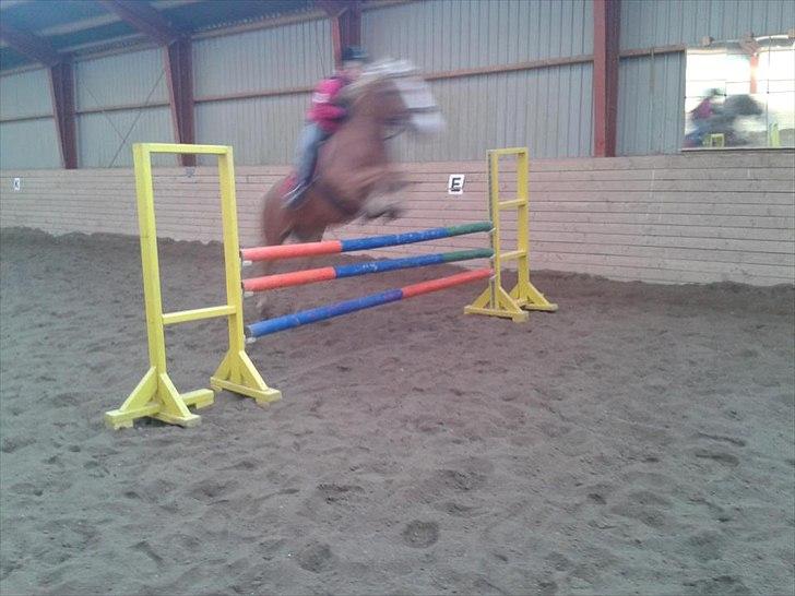 Haflinger Trinnerups Prins -  billede 3