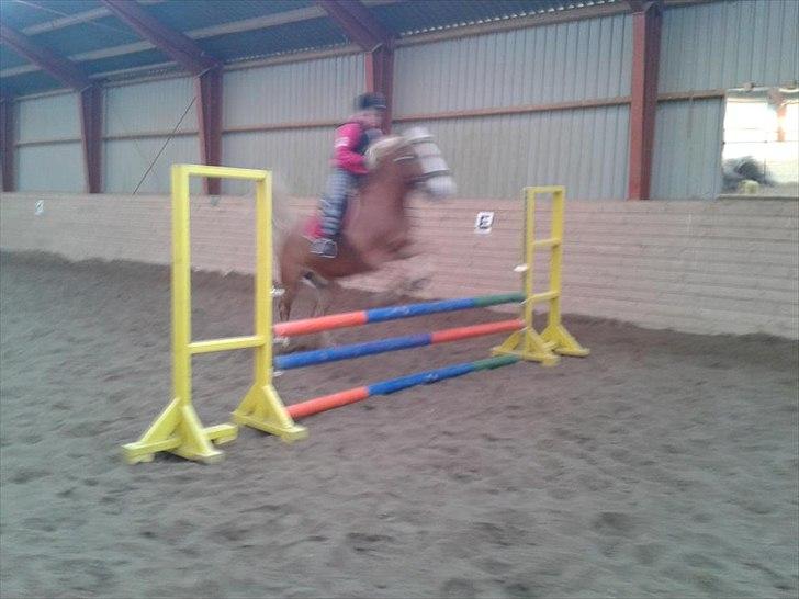 Haflinger Trinnerups Prins -  billede 4