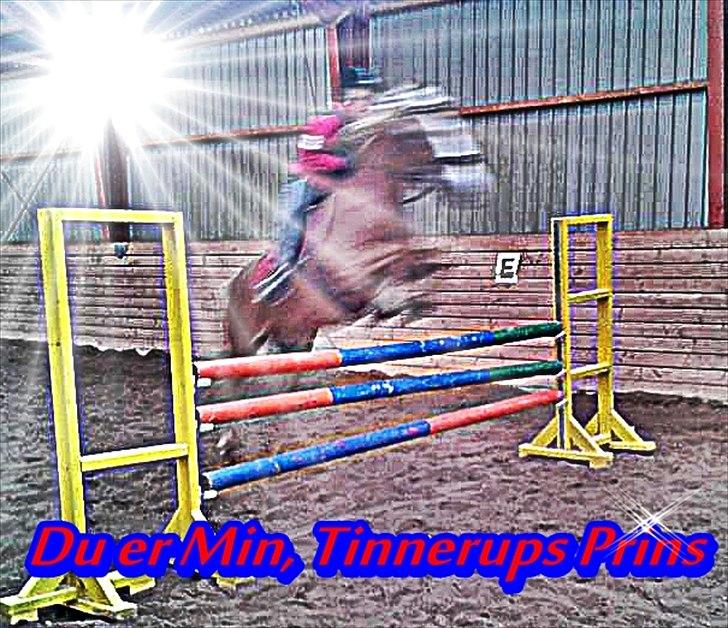 Haflinger Trinnerups Prins -  - 110 cm.♥ Anden gang jeg rider ham.♥:) Han var bare så dygtig!♥ billede 1