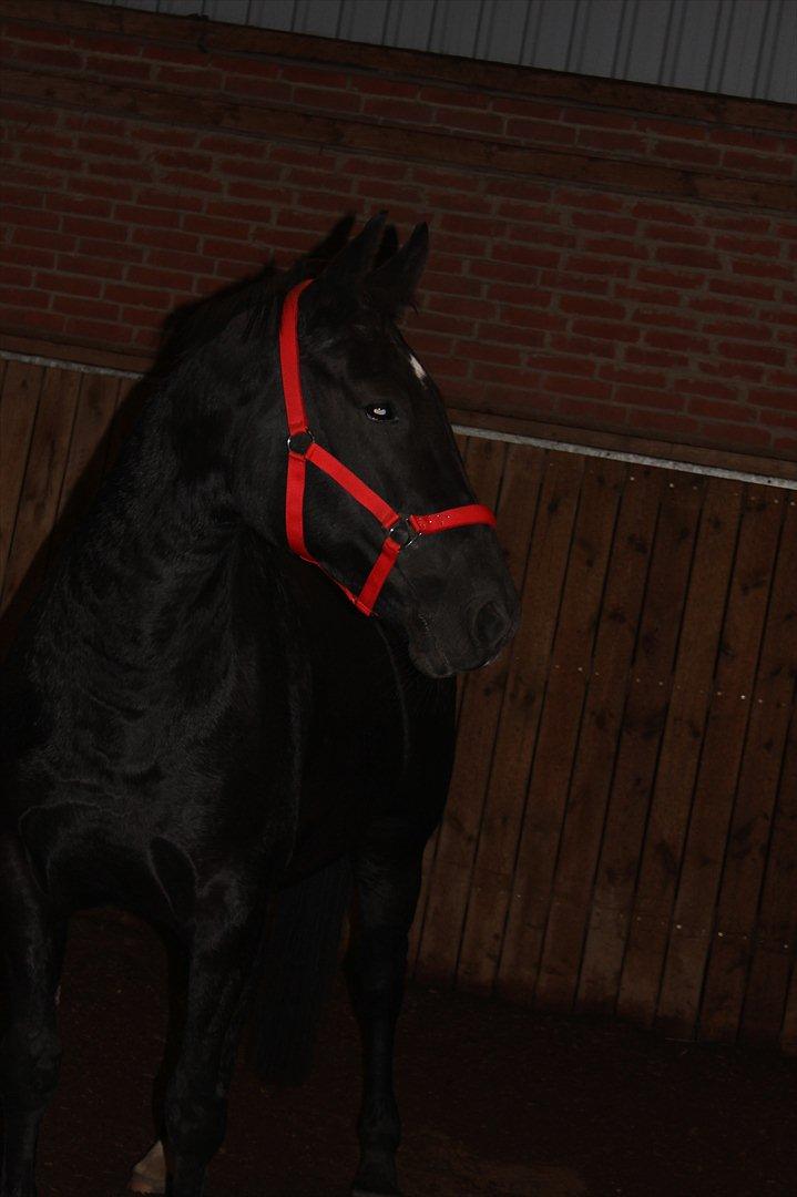 Oldenborg Cassiopeia (TUT) - Test i ridehallen af det nye kamera!:) billede 12