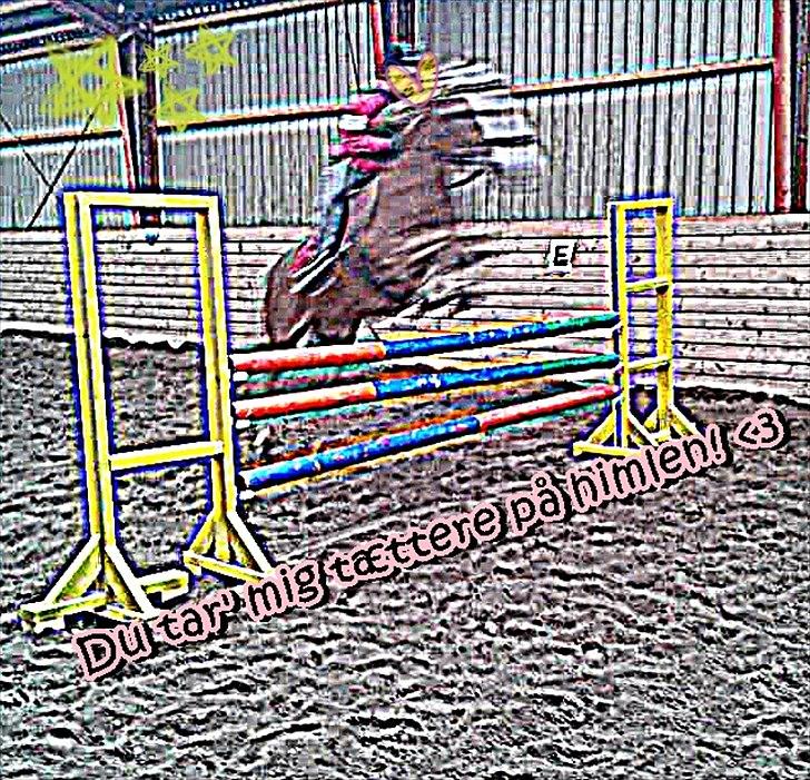 Haflinger Trinnerups Prins -  - 110cm.♥:-* Du tar mig tættere på himlen, mit et & alt!♥♥♥:-* billede 10