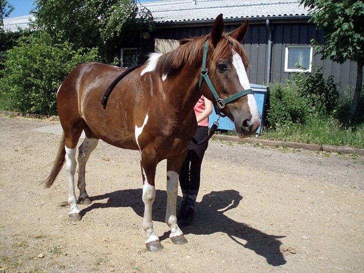 Belgisk varmblod Kærbo Rideklub's Camouflages B billede 3