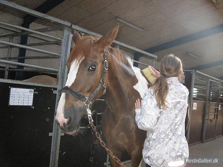 Belgisk varmblod Kærbo Rideklub's Camouflages B billede 5
