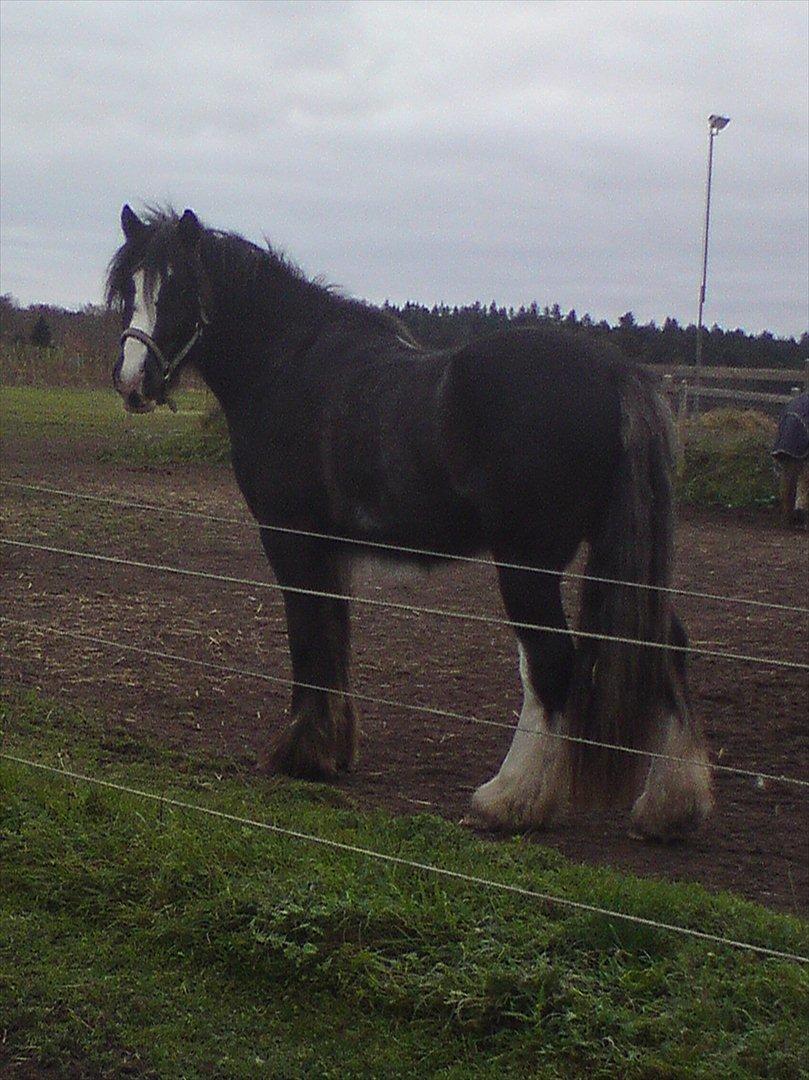 Tinker The Gypsy Spirit of Irish billede 14