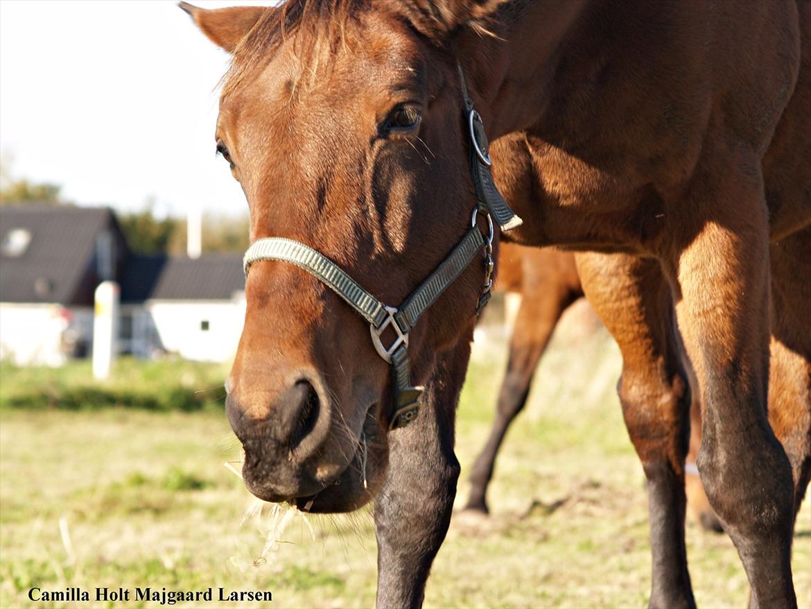 Traver Condi Crown  'Mit livs lys' <3 - „A loving heart is the truest wisdom.“ billede 2