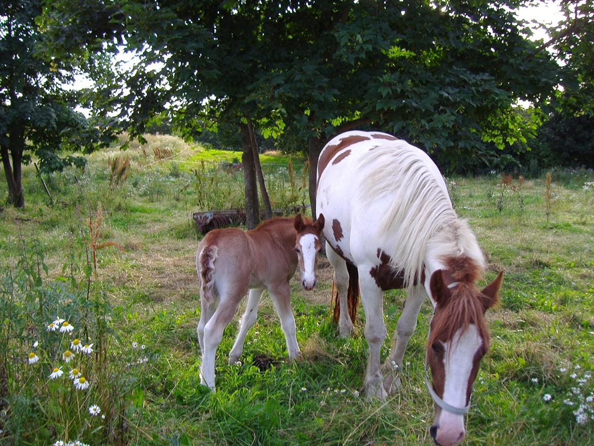 Irish Cob Gimli (Valdemar) (Himmelhest) - Er jeg ikke nuttet som føl billede 13