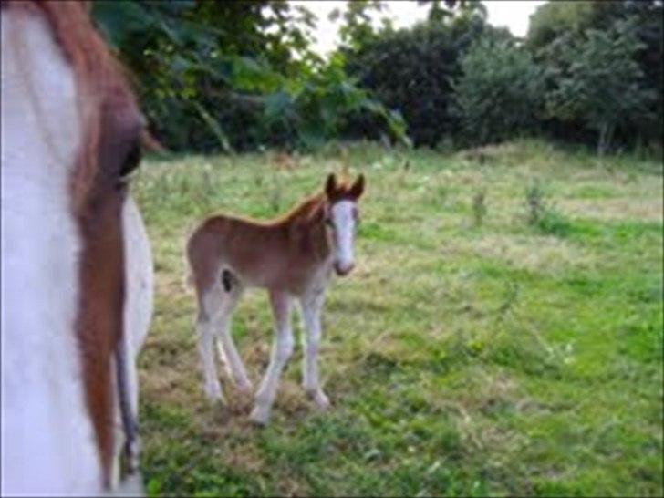 Irish Cob Gimli (Valdemar) (Himmelhest) - Hallooooo billede 15