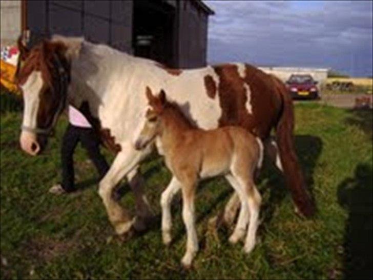 Irish Cob Gimli (Valdemar) (Himmelhest) - Mor og jeg billede 16