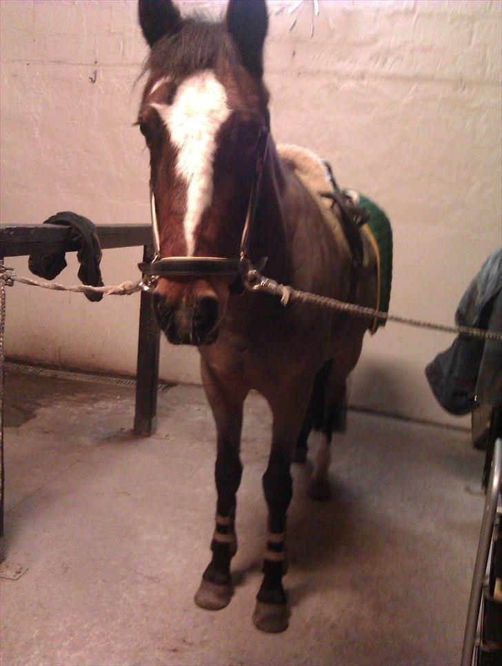 Anden særlig race Jenny Wren billede 19