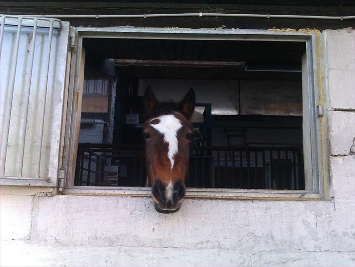 Anden særlig race Jenny Wren billede 3