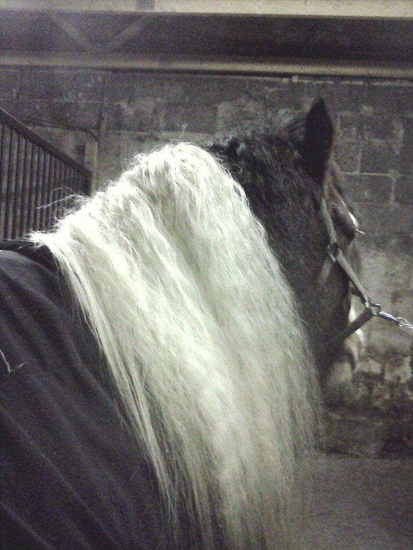 Tinker Satin´s Bacardi (tidligere hest)  - Bacardi's man når jeg fletter den ud og børster den..  mums.. den er dejlig tyk og lang.. men den bliver længere og længere:) billede 16