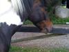 Pinto Lillefyr Part:-) [Tidl. part]