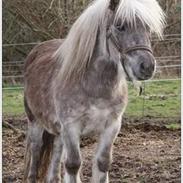 Shetlænder Silver