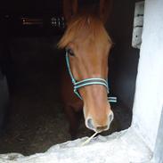 Anden særlig race Max *Tidl. part*