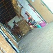 DSP Thanehøjs Noble- Passion