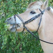 Fjordhest Teddy (Tykke)