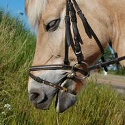 Fjordhest Teddy (Tykke)