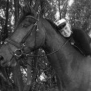 Dansk Varmblod Ørevadbros Zidane