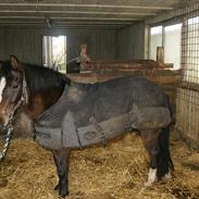 Anden særlig race Prinsessa