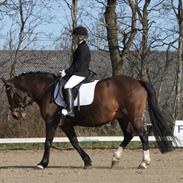 Anden særlig race Prinsessa