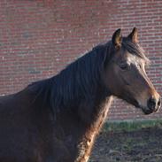 Welsh Pony (sec B) Bjerregårds Freja