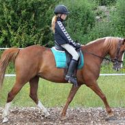 Hollandsk Sportspony Elvira