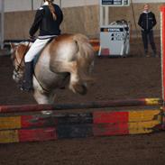 Haflinger Balder (tidligere redet)