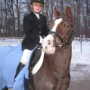 New Forest Deisie´s Delight