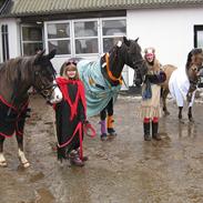 New Forest Deisie´s Delight